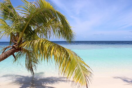 Palm trees water paradise photo