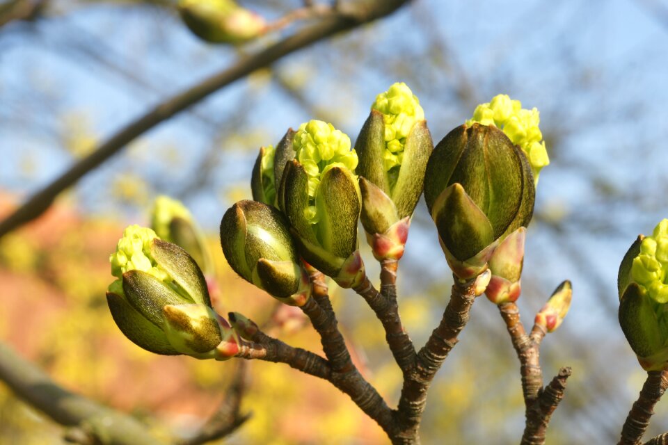 Branch season closeup