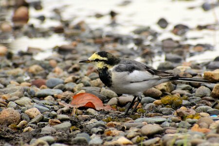 Stone wild birds little bird