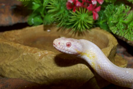 Snake eye drop of water terrarium