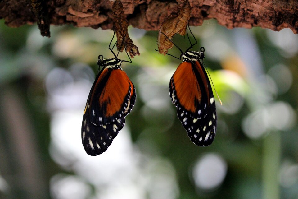 Insect close up pair