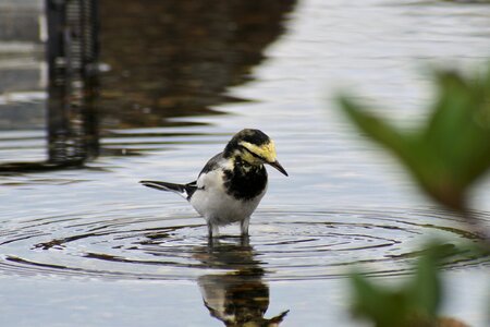 Wave moire wild birds