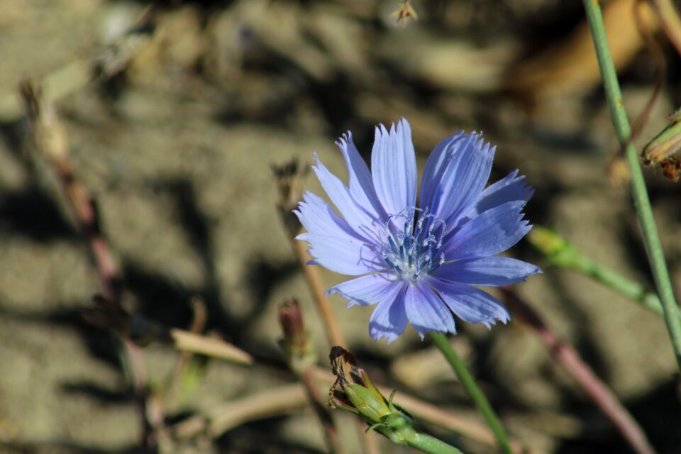 Sheet summer flower