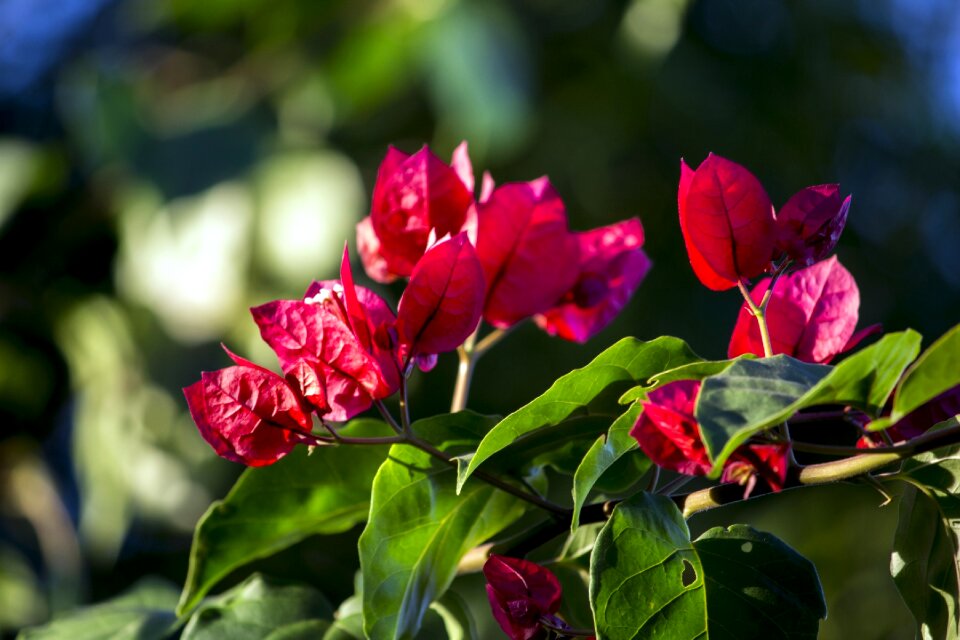 Red flower gardening garden