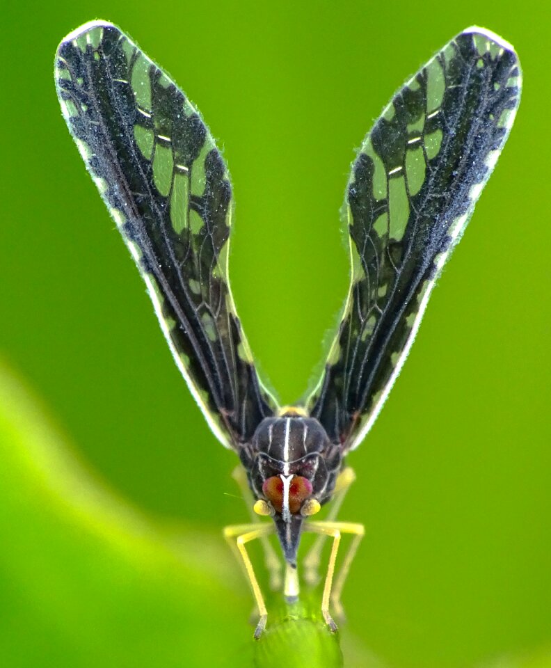 Wildlife outdoors hemiptera