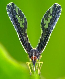 Wildlife outdoors hemiptera