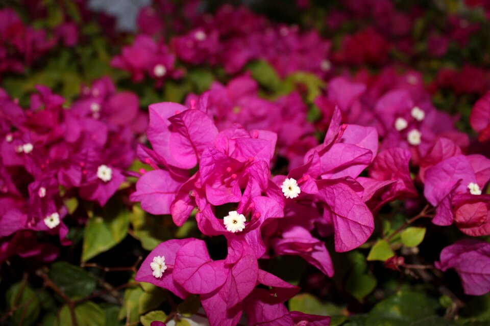 Violet flower purple flower flower purple