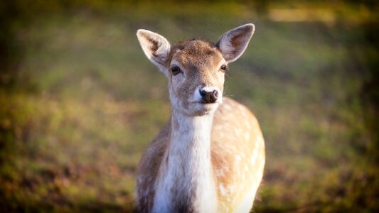 Mammal animal outdoors
