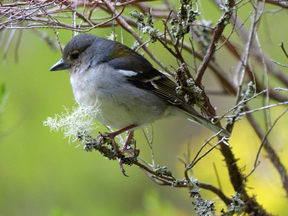 Fauna ornithology nature