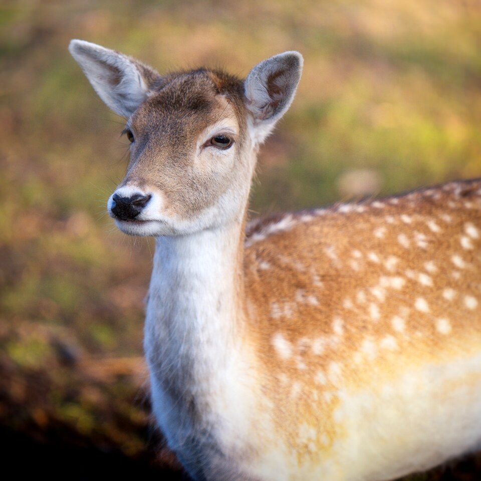 Wildlife animal nature
