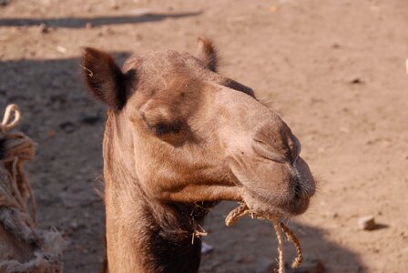Camel africa ethiopia photo