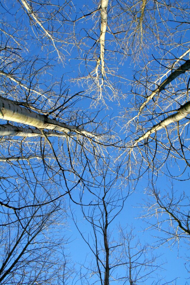 Bark cold nature