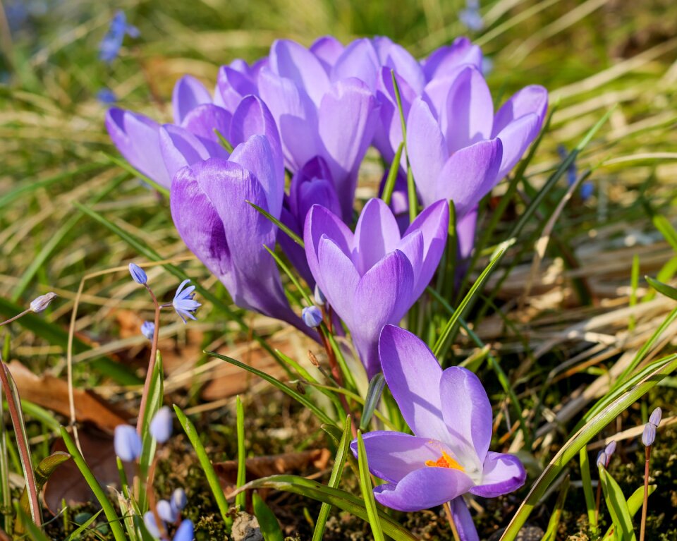 Bloom purple plant