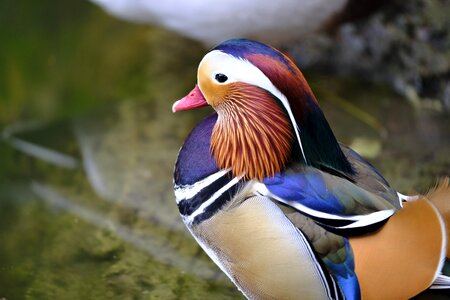 Asia bird water bird