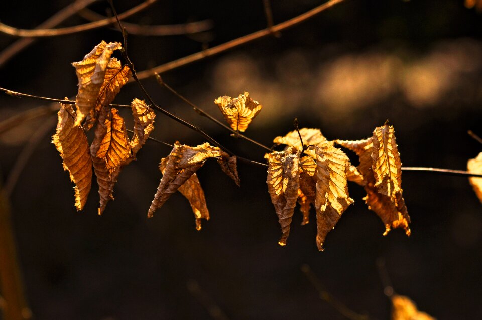 Dry autumn leaves dead photo