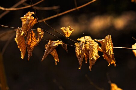Dry autumn leaves dead