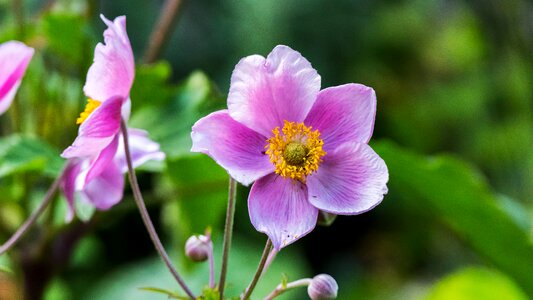 Garden nature plant