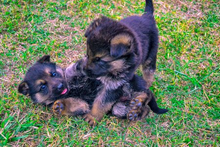 Dog pet animal