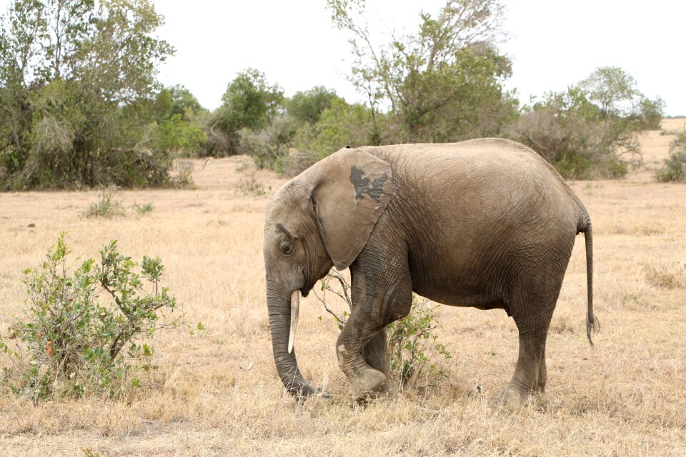 Nature safari africa