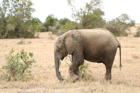 Nature safari africa