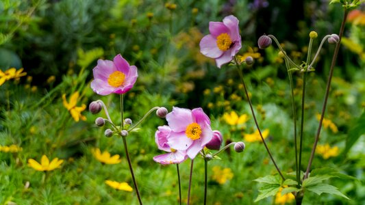 Bloom flower garden in the garden