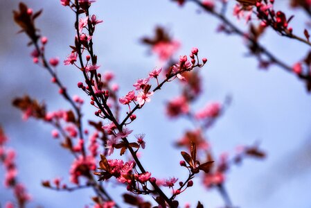 Pink bough blooming cherry tree photo