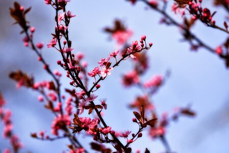 Pink bough blooming cherry tree