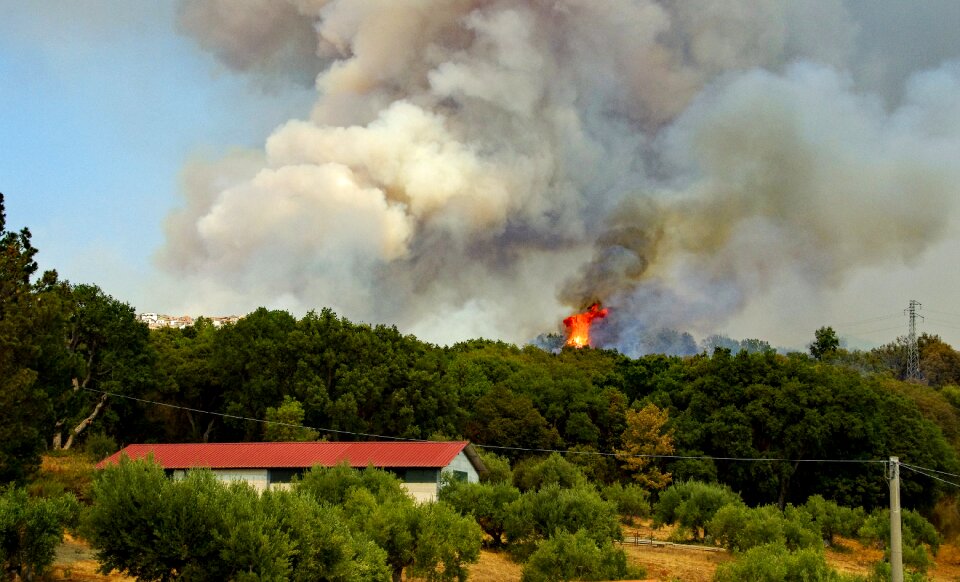 Blaze the forest fire forest in flames