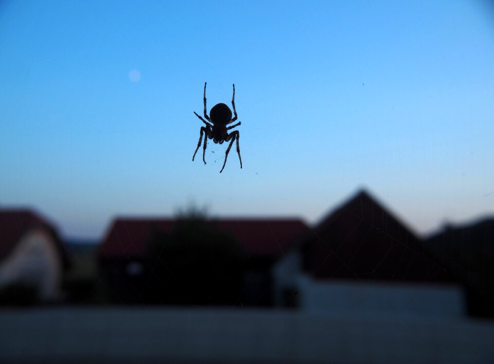 Close up arachnid nature