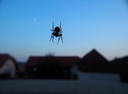 Close up arachnid nature