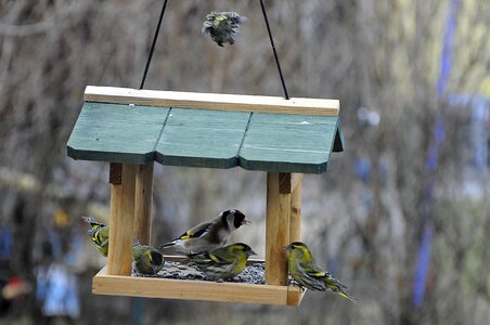 Plumage food feather