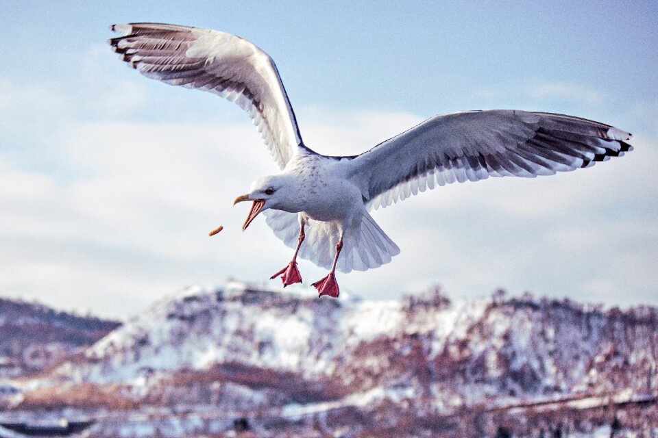Sea wildlife outdoor