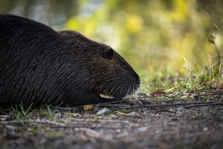 Ondatra zibethicus rodent mammal photo