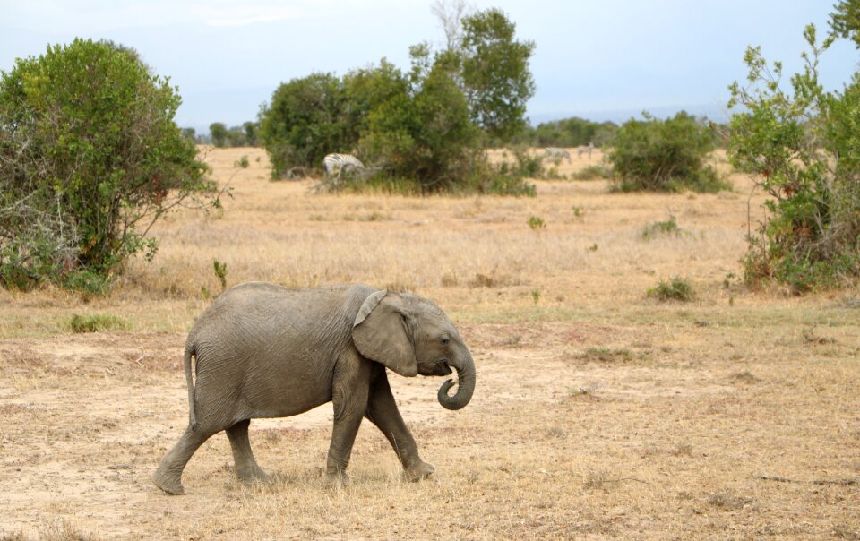 Animal nature savanna