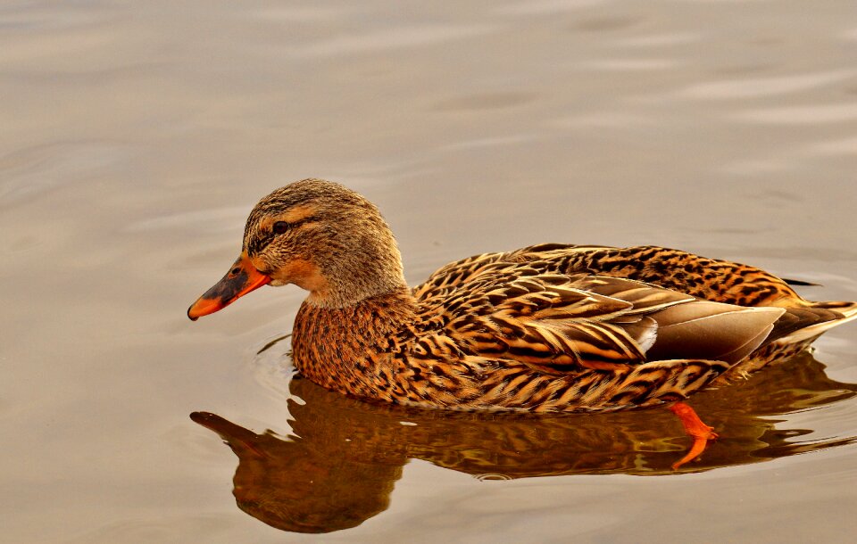 Water bird duck bird nature