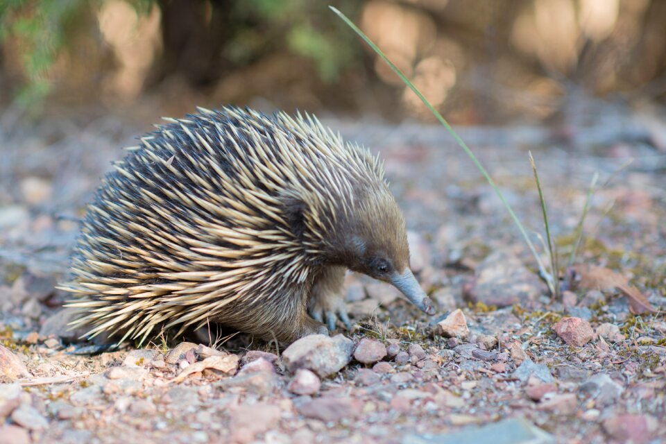 Monotreme monotremata egg-laying mammal