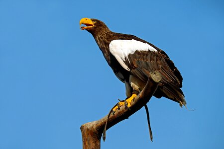 Bird of prey raptor heraldic animal photo