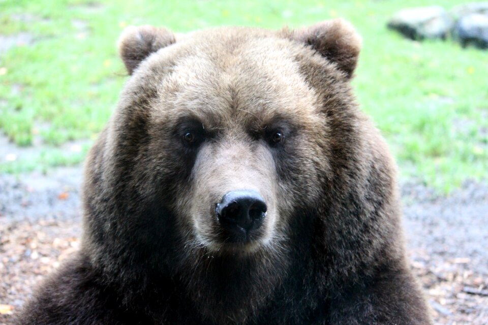 Animals teddy forest