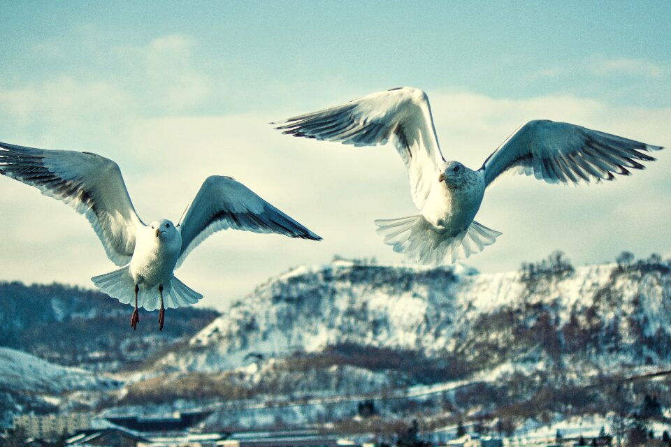 Wildlife seagull wings