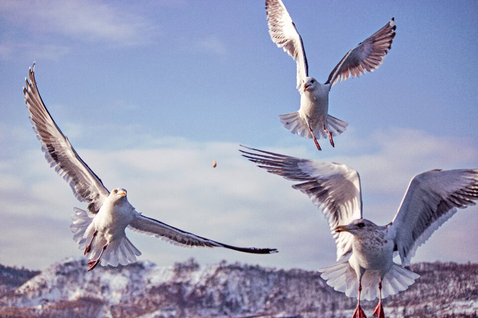 Seagull flight wings