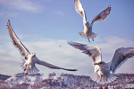 Seagull flight wings