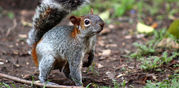 Wildlife forest fauna