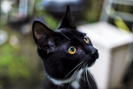 Cat mammals pets