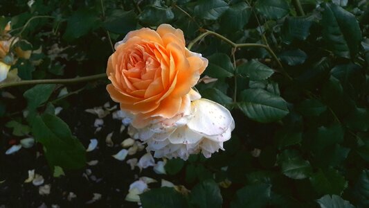 Apricot roses överblommad flowering