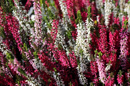 Flowers autumn plant photo