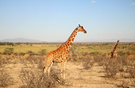Wildlife outdoors savanna