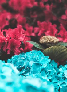 Petals garden nature