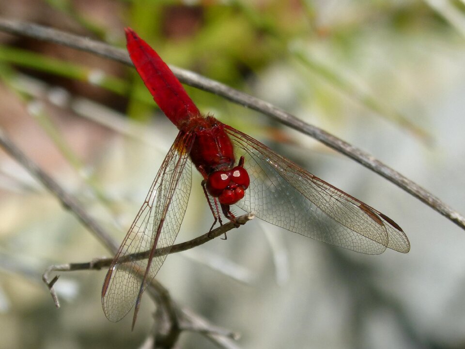Wetland erythraea crocothemis sagnador scarlet