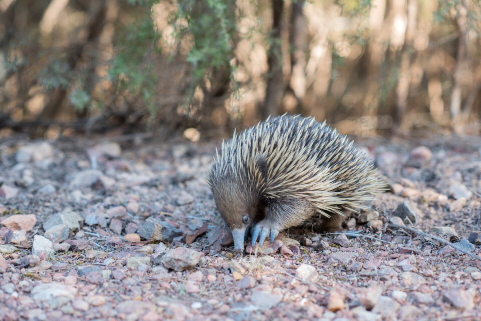 Monotreme monotremata egg-laying mammal