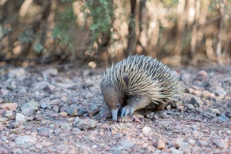 Monotreme monotremata egg-laying mammal